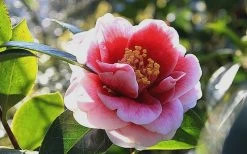 Tama Vino Camellia Japonica - 3 Gallon Pot -Garden & Outdoor Sale Shop Camellia Tama Vino 7