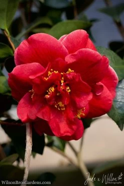 Tama Vino Camellia Japonica - 3 Gallon Pot -Garden & Outdoor Sale Shop Camellia Tama Vino JW 1