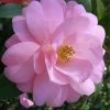 Taylors Perfection Pink Camellia Hybrid - 3 Gallon Pot -Garden & Outdoor Sale Shop Camellia Taylors Perfection 57