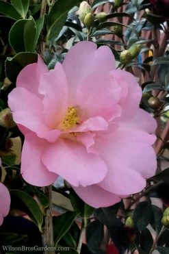 Taylors Perfection Pink Camellia Hybrid - 3 Gallon Pot -Garden & Outdoor Sale Shop Camellia Taylors Perfection 60