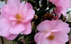 Taylors Perfection Pink Camellia Hybrid - 3 Gallon Pot -Garden & Outdoor Sale Shop Camellia Taylors Perfection 61