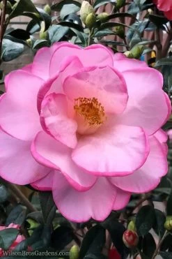 Taylors Perfection Pink Camellia Hybrid - 3 Gallon Pot -Garden & Outdoor Sale Shop Camellia Taylors Perfection 62