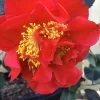 Turandot Camellia Japonica - 7 Gallon Pot -Garden & Outdoor Sale Shop Camellia Turandot 6 1