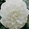 White By The Gate Camellia Japonica - 3 Gallon Pot -Garden & Outdoor Sale Shop Camellia White By The Gate 5
