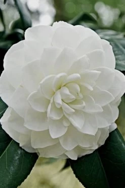 White By The Gate Camellia Japonica - 3 Gallon Pot