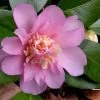 Winter's Interlude Cold Hardy Pink Camellia - 3 Gallon Pot -Garden & Outdoor Sale Shop Camellia Winters Interlude 1 1