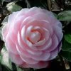 Winter's Rose Cold Hardy Dwarf Camellia - 2 Gallon Pot -Garden & Outdoor Sale Shop Camellia Winters Rose 4