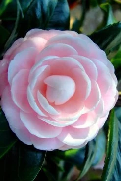 Winter's Rose Cold Hardy Dwarf Camellia - 2 Gallon Pot 9 Winter's Rose Cold Hardy Dwarf Camellia - 2 Gallon Pot -Garden & Outdoor Sale Shop Camellia Winters Rose 6