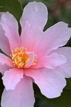 Winter's Toughie Cold Hardy Camellia - 1 Gallon Pot 11 Winter's Toughie Cold Hardy Camellia - 1 Gallon Pot -Garden & Outdoor Sale Shop Camellia Winters Toughie 3 1