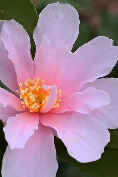 Winter's Toughie Cold Hardy Camellia - 3 Gallon Pot 6 Winter's Toughie Cold Hardy Camellia - 3 Gallon Pot - Image 4