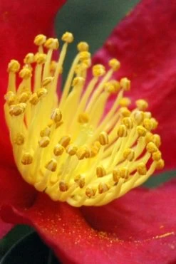 Yuletide Camellia Sasanqua - 2.5 Quart Pot -Garden & Outdoor Sale Shop Camellia Yuletide 30 2