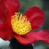 Yuletide Camellia Sasanqua - 7 Gallon Pot (3-4') -Garden & Outdoor Sale Shop Camellia Yuletide 31 1
