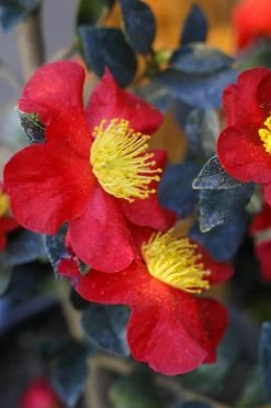 Yuletide Camellia Sasanqua - 7 Gallon Pot (3-4') -Garden & Outdoor Sale Shop Camellia Yuletide 32 1