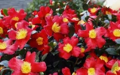 Yuletide Camellia Sasanqua - 6 Pack Of 1 Gallon Pots -Garden & Outdoor Sale Shop Camellia Yuletide 34