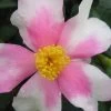 Yume Camellia Sasanqua - 3 Gallon Pot -Garden & Outdoor Sale Shop Camellia Yume 1