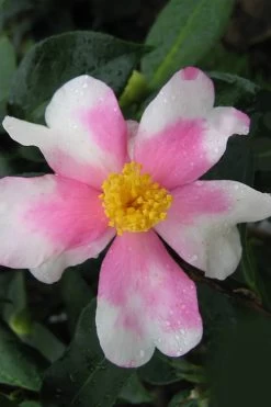 Yume Camellia Sasanqua - 3 Gallon Pot 13 Yume Camellia Sasanqua - 3 Gallon Pot -Garden & Outdoor Sale Shop Camellia Yume 2