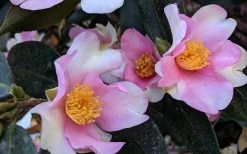 Yume Camellia Sasanqua - 3 Gallon Pot 11 Yume Camellia Sasanqua - 3 Gallon Pot -Garden & Outdoor Sale Shop Camellia Yume 5