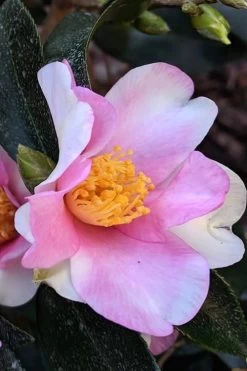 Yume Camellia Sasanqua - 3 Gallon Pot 12 Yume Camellia Sasanqua - 3 Gallon Pot -Garden & Outdoor Sale Shop Camellia Yume 7