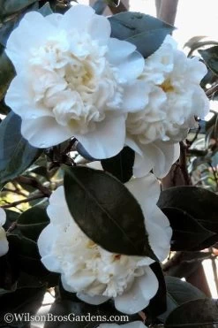Fifth Avenue White Camellia Japonica - 3 Gallon Pot -Garden & Outdoor Sale Shop Camellia fifth avenue 20