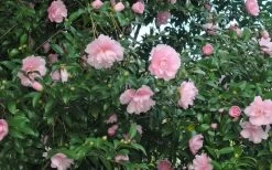 Cotton Candy Camellia Sasanqua - 1 Gallon Pot -Garden & Outdoor Sale Shop CamelliaCottonCandy 2