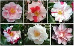 Lady Vansittart Multicolor Camellia Japonica - 1 Gallon Pot -Garden & Outdoor Sale Shop CamelliaLadyVasittart 2