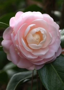 Pink Perfection Camellia Japonica - 1 Gallon Pot -Garden & Outdoor Sale Shop Camillia Pink Perfection