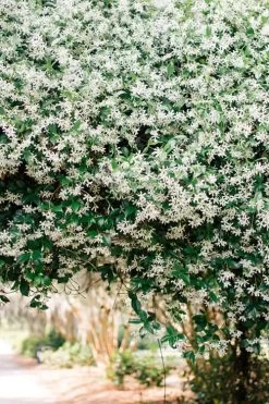 Madison Confederate Jasmine - 6 Pack Of 1 Gallon Pots 13 Madison Confederate Jasmine - 6 Pack Of 1 Gallon Pots -Garden & Outdoor Sale Shop Campsis Madame Galen 18