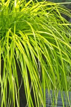 Evercolor Everillo Carex - 8 Pack Of 1 Gallon Pots 15 Evercolor Everillo Carex - 8 Pack Of 1 Gallon Pots -Garden & Outdoor Sale Shop Carex Everillo 500x750 2