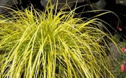 Evercolor 'Everillo' Carex - 5 Pack Of Quart Pots 17 Evercolor 'Everillo' Carex - 5 Pack Of Quart Pots -Garden & Outdoor Sale Shop Carex Everillo Plant 1
