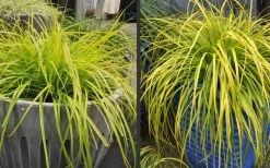 Evercolor 'Everillo' Carex - 5 Pack Of Quart Pots 18 Evercolor 'Everillo' Carex - 5 Pack Of Quart Pots -Garden & Outdoor Sale Shop Carex Everillo Plant Containers
