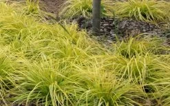 Evercolor 'Everillo' Carex - 5 Pack Of Quart Pots 19 Evercolor 'Everillo' Carex - 5 Pack Of Quart Pots -Garden & Outdoor Sale Shop Carex Everillo Plant Patch