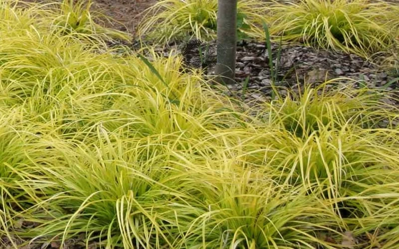 Evercolor 'Everillo' Carex - 5 Pack Of Quart Pots 10 Evercolor 'Everillo' Carex - 5 Pack Of Quart Pots - Image 8