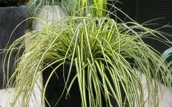 Evercolor Everoro Carex - 1 Gallon Pot 11 Evercolor Everoro Carex - 1 Gallon Pot -Garden & Outdoor Sale Shop Carex Everoro 1