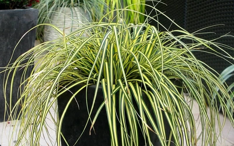 Evercolor Everoro Carex - 1 Gallon Pot 7 Evercolor Everoro Carex - 1 Gallon Pot - Image 5