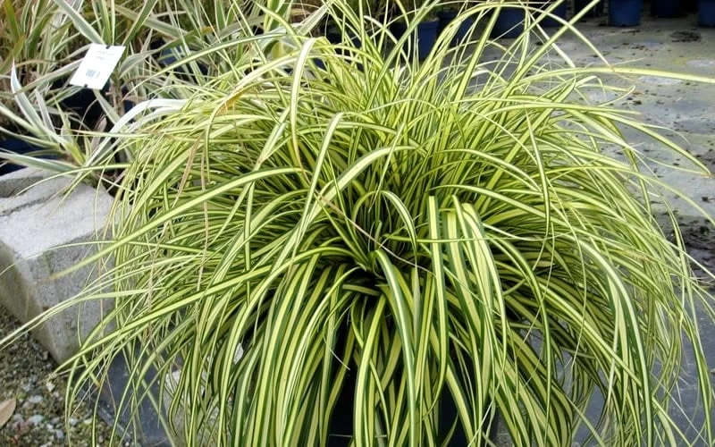 Evercolor Everoro Carex - 1 Gallon Pot 6 Evercolor Everoro Carex - 1 Gallon Pot - Image 4