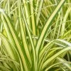 Evercolor Everoro Carex - 1 Gallon Pot