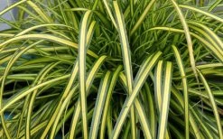 Evercolor Eversheen Carex - 5 Pack Of Quart Pots -Garden & Outdoor Sale Shop Carex Eversheen 1 1
