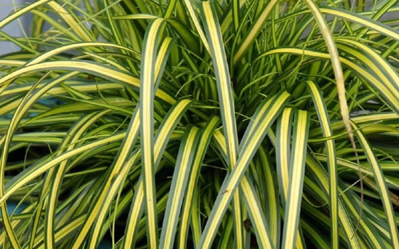 Evercolor Eversheen Carex - 10 Pack Of Quart Pots 6 Evercolor Eversheen Carex - 10 Pack Of Quart Pots - Image 4