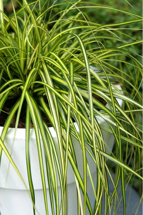 Evercolor Eversheen Carex - 10 Pack Of Quart Pots 3 Evercolor Eversheen Carex - 10 Pack Of Quart Pots