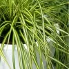 Evercolor Eversheen Carex - 5 Pack Of Quart Pots