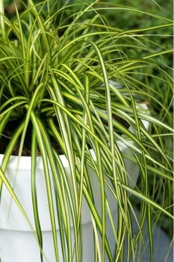 Evercolor Eversheen Carex - 5 Pack Of Quart Pots