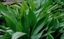 Cast Iron Plant - 1 Gallon Pot -Garden & Outdoor Sale Shop Cast Iron Plant 1 1