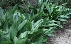 Cast Iron Plant - 3 Gallon Pot 13 Cast Iron Plant - 3 Gallon Pot -Garden & Outdoor Sale Shop Cast Iron Plant 3 2