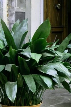 Cast Iron Plant - 2 Gallon Pot