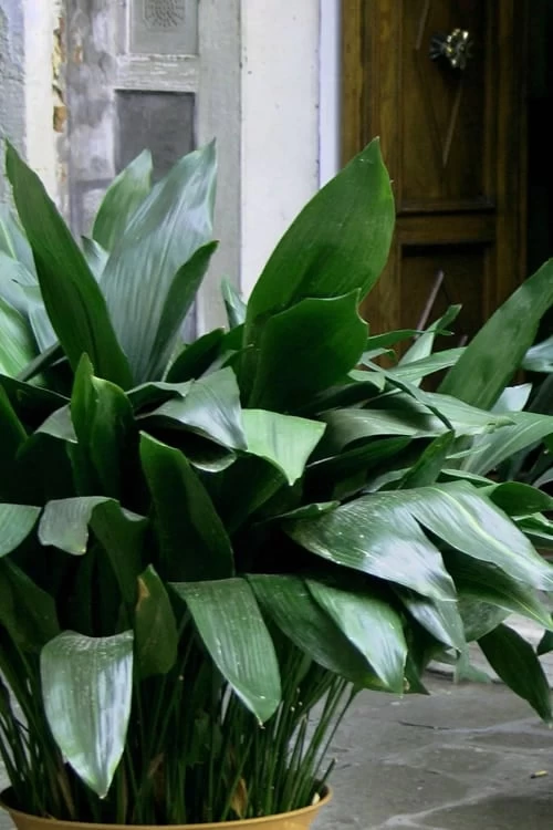 Cast Iron Plant - 3 Gallon Pot 3 Cast Iron Plant - 3 Gallon Pot