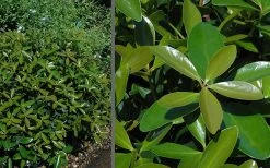 Bigfoot Cleyera Japonica - 3 Gallon Pot -Garden & Outdoor Sale Shop Cleyera Bigfoot