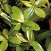 Bigfoot Cleyera Japonica - 3 Gallon Pot -Garden & Outdoor Sale Shop Cleyera Bigfoot 500x750 1