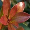 Bronze Beauty Cleyera - 3 Gallon Pot 1 Bronze Beauty Cleyera - 3 Gallon Pot -Garden & Outdoor Sale Shop Cleyera Bronze Beauty Rev 500x750 1