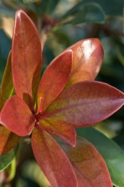 Bronze Beauty Cleyera - 3 Gallon Pot