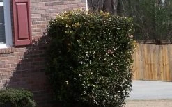 Japanese Cleyera (Ternstroemia Gymnanthera) - 3 Gallon Pot -Garden & Outdoor Sale Shop Cleyera Japonica Japanese 1